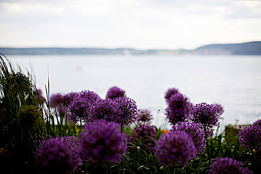 三叶草,花,康士坦茨湖