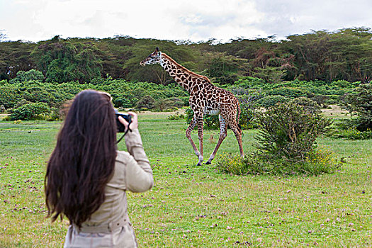 女青年,摄影师,拍照,马赛长颈鹿,湖,肯尼亚,东非,非洲