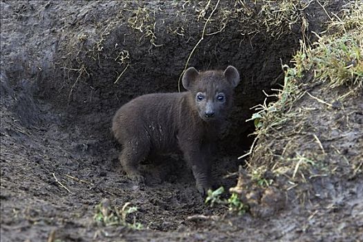 斑鬣狗,1个月大,幼兽,入口,窝,马赛马拉国家保护区,肯尼亚