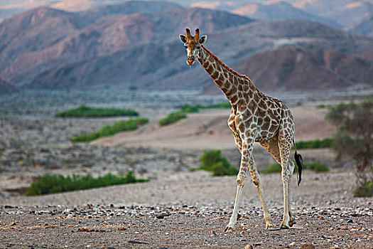 长颈鹿,纳米布沙漠,纳米比亚