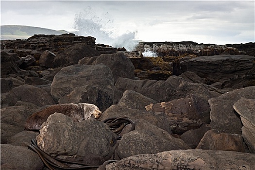 海狮,休息,石头