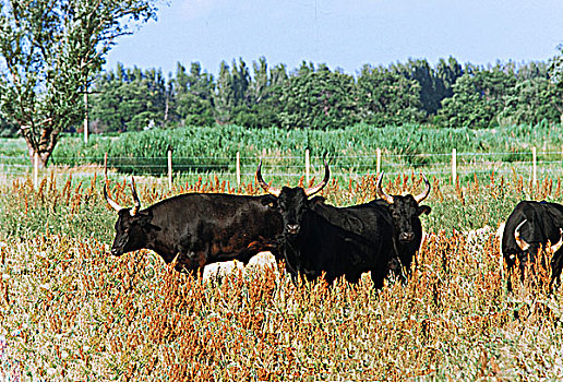法国,公牛