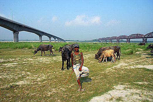 一个,男人,放牧,牛,堤岸,河,孟加拉,四月,2008年