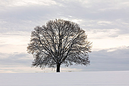 橡树,冬天,贝尔吉施地区,北莱茵-威斯特伐利亚,德国