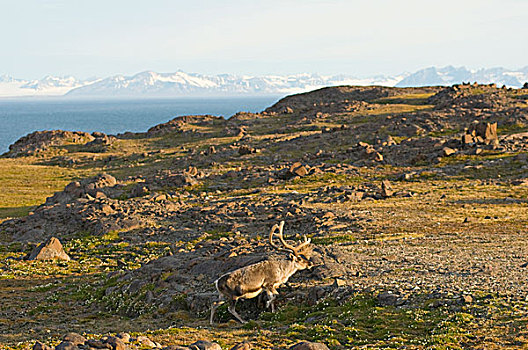挪威,斯瓦尔巴群岛,斯匹次卑尔根岛,斯瓦尔巴特群岛,驯鹿,小,驯鹿属,成年,走,苔原