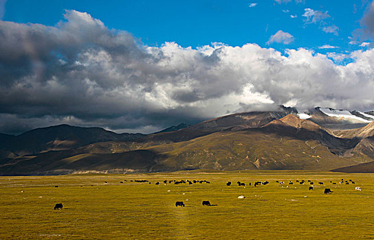 喜马拉雅山脉峡谷中的牧场
