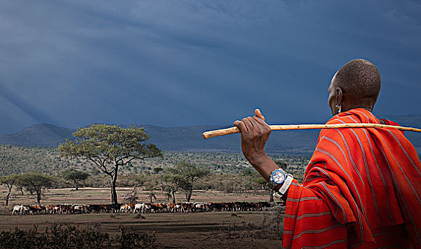 马萨伊,看,母牛,马赛马拉国家保护区,肯尼亚