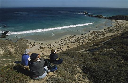 加州海狮,研究人员,学习,海狮,峡岛国家公园,圣米格尔,加利福尼亚