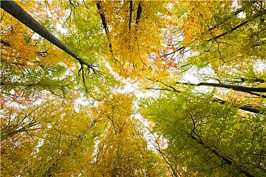 秋日树林