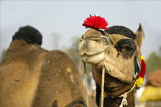 装饰,骄傲,骆驼,红花,口鼻部,市场,拉贾斯坦邦,印度