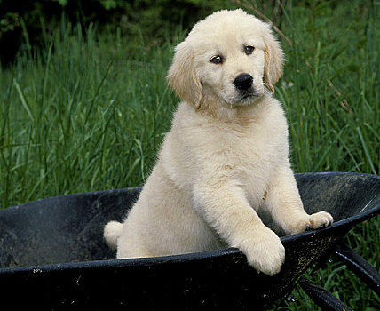 金毛猎犬,小狗,坐,浴缸
