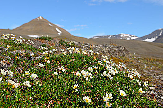 繁缕,斯匹次卑尔根岛,斯瓦尔巴特群岛,挪威