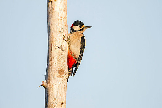 大斑啄木鸟,林堡,黑森州,德国,欧洲