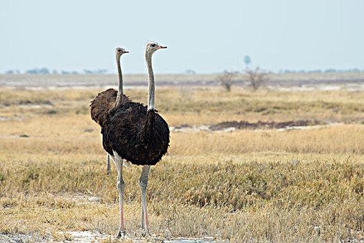 非洲,鸵鸟,鸵鸟属,骆驼,埃托沙国家公园,纳米比亚
