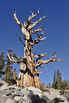 狐尾松,树,2000年,3000年,小树林,大盆地国家公园,内华达,美国