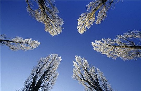 落叶树,冬天,椭圆,四季,序列,慕尼黑,巴伐利亚,德国,欧洲
