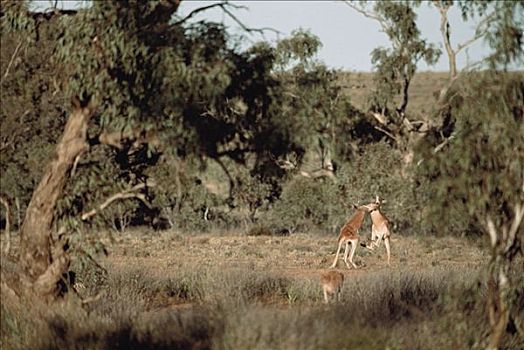 红袋鼠,争斗,桉树,澳大利亚