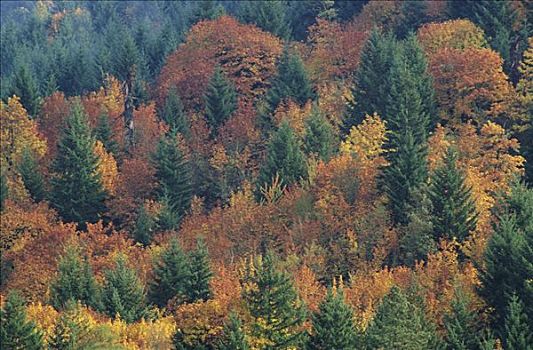 俄勒冈,秋色,落叶树,常绿植物