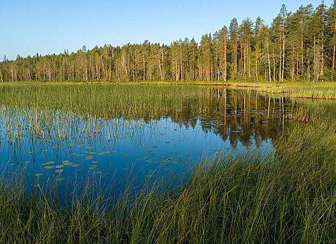 湿地,湖,树林,北极,北方生物带,针叶树,草,荷花,叶子,芬兰,欧洲