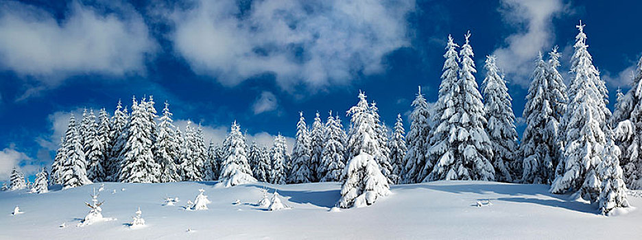 全景,积雪,原生态,冬季风景,云杉,遮盖,雪,哈尔茨山,国家公园,靠近,萨克森安哈尔特,德国,欧洲