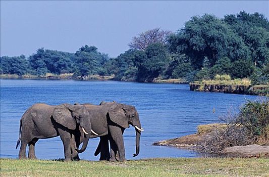 赞比亚,赞比西河下游国家公园,堤岸,赞比西河,旁侧,露营