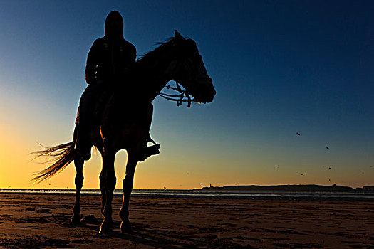 剪影,马,骑乘,日落,摩洛哥,非洲