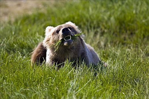 棕熊,吃,莎草,草,区域,卡特麦国家公园,阿拉斯加