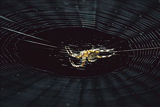 蜘蛛,园蛛属,蜘蛛网,欧洲