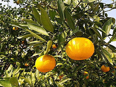 橘子园