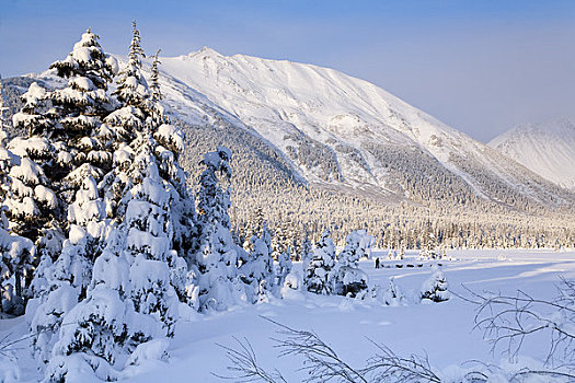 冬天,景色,雪盖,云杉,楚加奇山,靠近,阿拉斯加