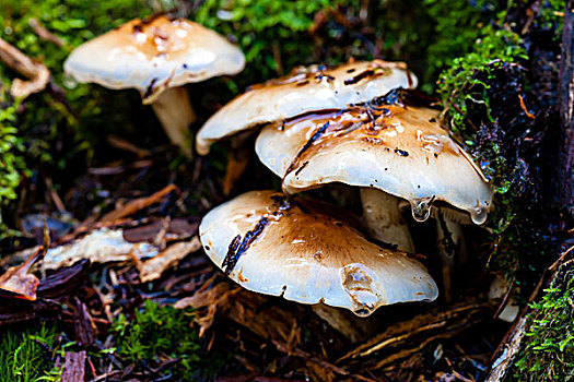 蘑菇,林中地面,特写,华盛顿,靠近,下雨,湖