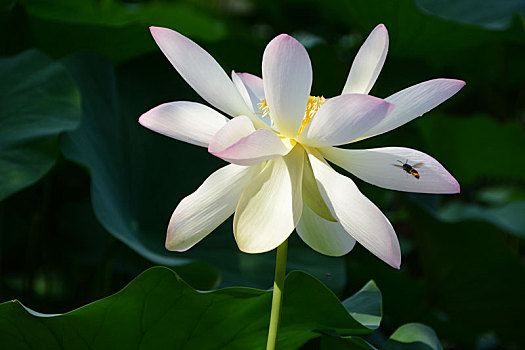 荷花,lotus,莲花,水芙蓉,藕花,芙蕖,白荷花,白花,中国