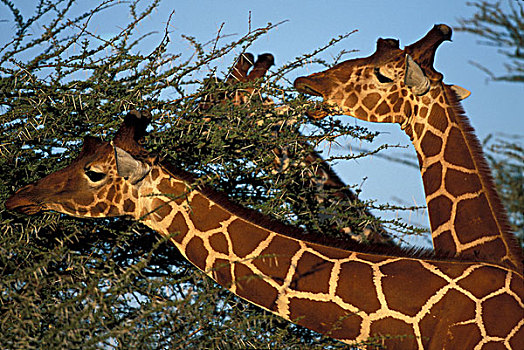 非洲,肯尼亚,萨布鲁国家公园,网纹长颈鹿,牧群,长颈鹿,刺槐,日落