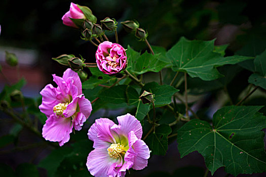 美丽的芙蓉花,木芙蓉,拒霜花,木莲,地芙蓉,华木