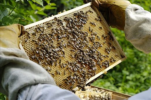 养蜂人,检查,蜂窝,蜂蜜,制作