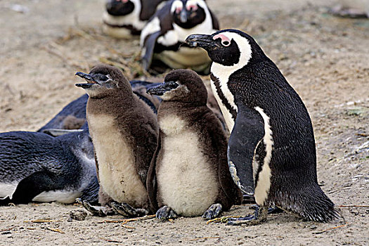 企鹅,黑脚企鹅,成年,幼兽,漂石,海滩,城镇,西海角,南非,非洲
