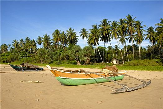 渔船,舷外支架,沙滩,排列,棕榈树,靠近,印度洋,斯里兰卡,南亚,亚洲