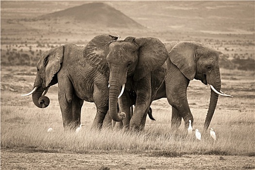 大象,三个,深褐色