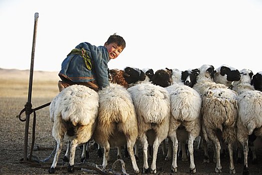 男孩,绵羊,国家公园,蒙古