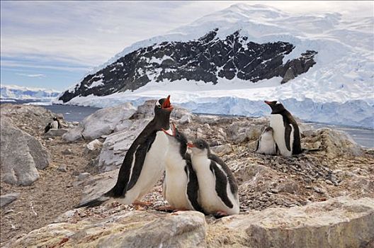 巴布亚企鹅,母兽,两个,请求,幼禽,港口,南极
