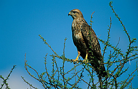 草原,美国兀鹰,鵟,栖息,多刺,枝条,皮兰博格国家公园,南非