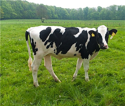荷兰奶牛图片大全图片