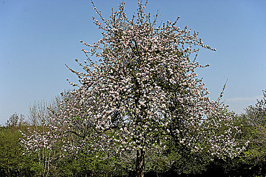 盛开,苹果汁,苹果树,苹果,诺曼底