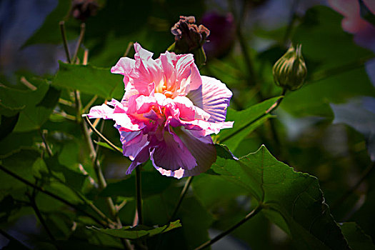 美艳的芙蓉花,木芙蓉,拒霜花,木莲,地芙蓉,华木