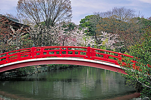 日本,京都,春天