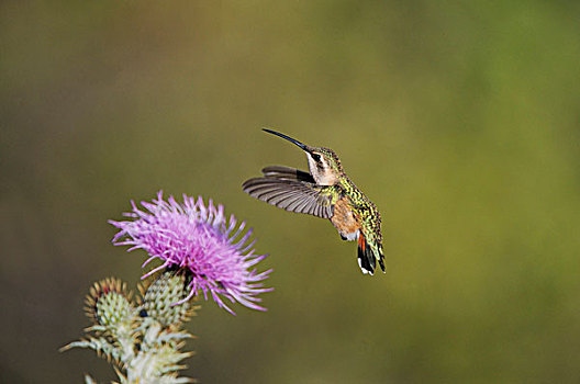 蜂鸟,德克萨斯,蓟属植物,山峦,大湾国家公园,奇瓦瓦沙漠,西部,美国