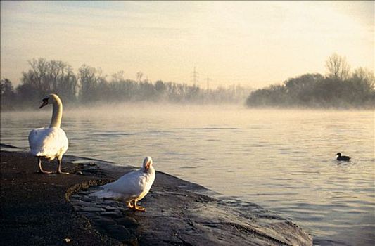 冬天,气氛,晨雾,白色,天鹅,鸟,干流,德国,欧洲,动物