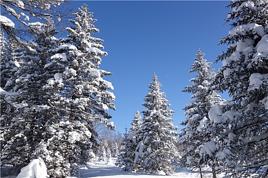 长白雪松