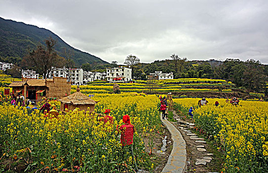 江西婺源江岭油菜花海