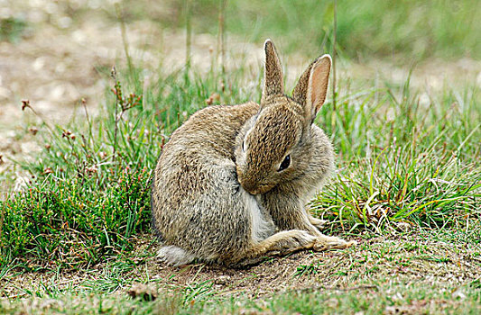 欧洲兔,兔豚鼠属,打理,费吕沃,国家公园,格尔德兰,荷兰